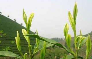 白茶的种植技术,第2图