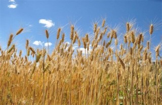 大麦的种植方法,第2图