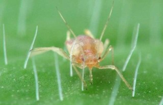 蚜虫有哪些天敌？,第1图