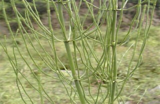 节节草的种植前景,第2图