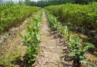 茶树栽植的茶籽直播和茶苗移栽技术,第2图