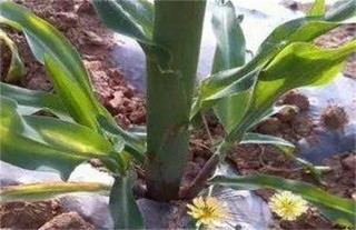 玉米分蘖原因及防治方法,第2图