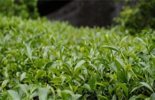 茶叶种植的注意事项,第6图