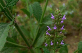 雪见草的繁殖方法,第4图