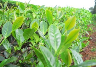 提高茶苗移栽成活率的办法,第7图
