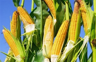 玉米的种植方法,第5图
