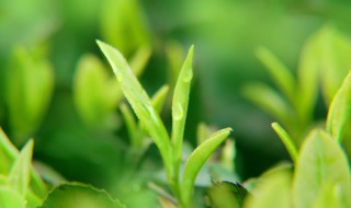 茶树种植中茶芽瘿蚊的防控技术,第3图