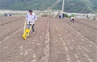 柴胡的种植技术,第1图