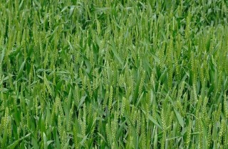 如何防治小麦播种期的病虫害技术,第6图
