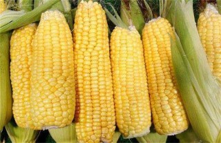 玉米的种植方法,第4图