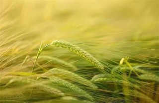 大麦的种植方法,第4图