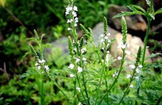 马鞭草种子价格及种植方法,第2图