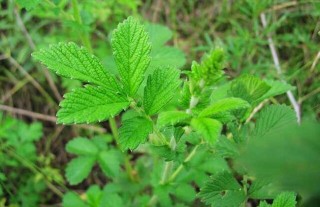 仙鹤草的故事传说,第5图