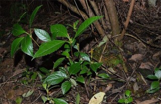 肿节风的种植技术,第2图