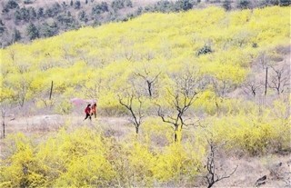 连翘的播种和种植方法,第1图