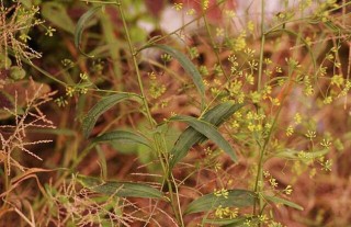 柴胡的种植前景,第2图