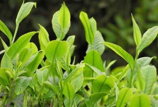 茶树种植中茶芽瘿蚊的防控技术,第2图