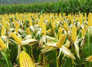 影响玉米收成的因素及处理措施,第1图