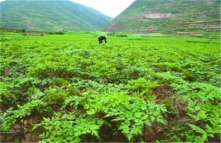 当归种植的注意事项,第3图