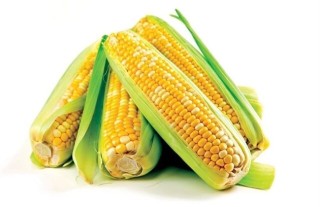 玉米的种植方法,第3图