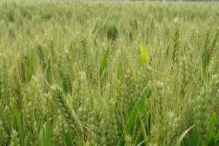 如何防治小麦播种期的病虫害技术,第1图