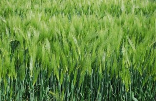 大麦的种植方法,第3图