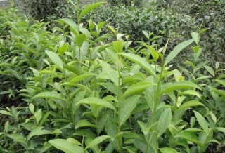 无公害茶叶种植技术,第3图