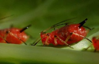 蚜虫的生物防治方法,第3图