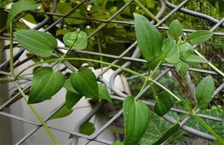 茜草种植技术,第4图