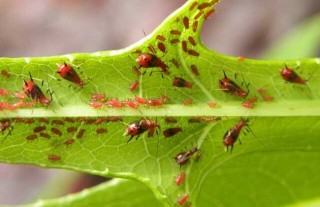 蚜虫的生物防治方法,第4图