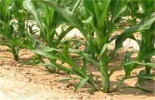 玉米分蘖原因及防治方法,第5图