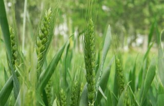 如何防治小麦播种期的病虫害技术,第3图
