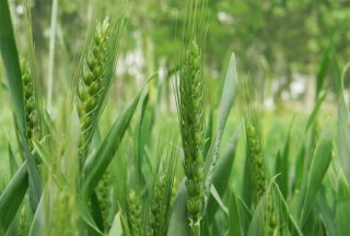 小麦的高产种植技术,第1图