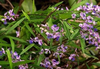 远志的人工种植技术,第5图