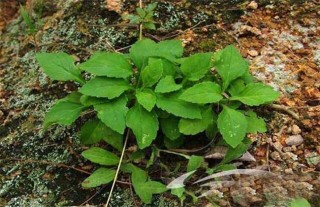 败酱草的种植技术,第4图