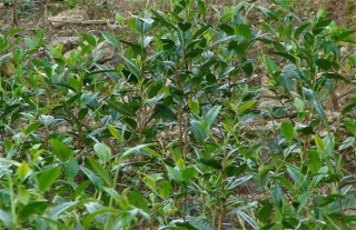 茶叶种植的注意事项,第3图