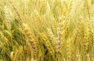 大麦的种植方法,第1图