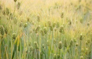 大麦的种植方法,第5图