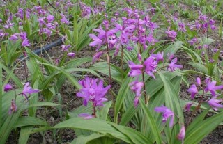 白芨种植有前途吗？,第1图