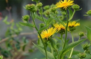 土木香的人工种植技术,第5图