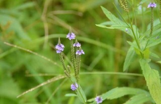 马鞭草种子价格及种植方法,第4图