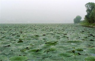 芡实怎么种好,第6图