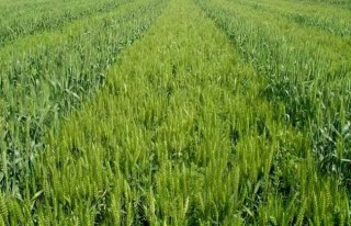 小麦田主要除草剂及使用方法(3),第4图