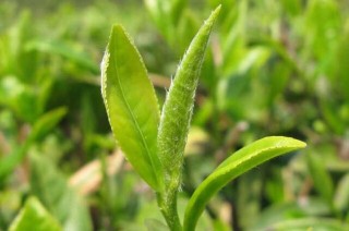 无公害茶叶种植技术,第4图