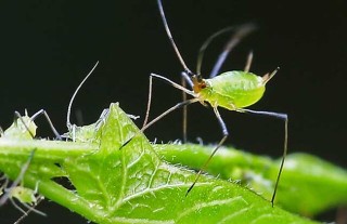 蚜虫的生物防治方法,第1图