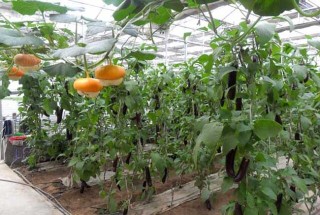 温室蔬菜冬季施肥十不宜,第1图
