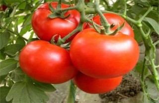 西红柿常见整枝方式,第4图