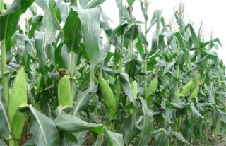 糯玉米种植技术与管理,第2图