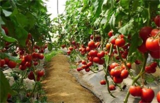 西红柿种植技术,第3图