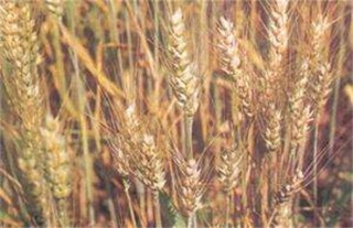 小麦早衰的原因及防治方法,第4图